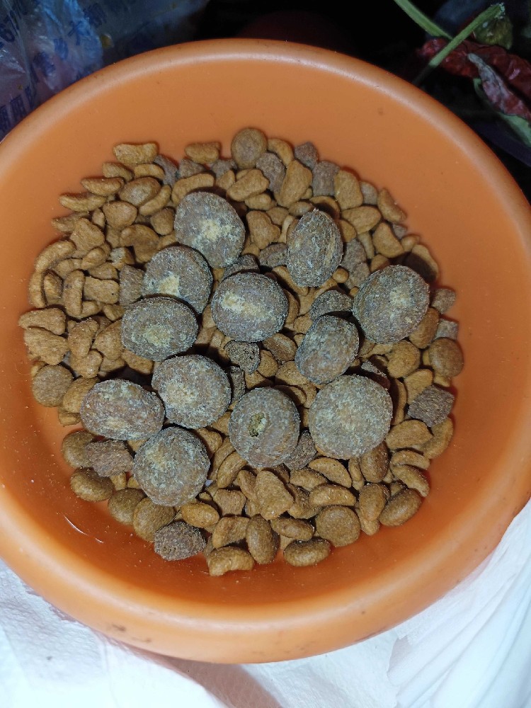 狗粮厂家批发